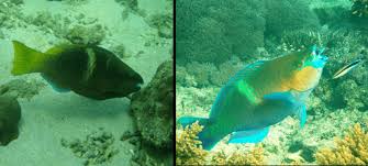 Image result for Scarus ferrugineus