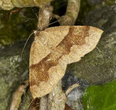 Attēlu rezultāti vaicājumam “Plagodis pulveraria”