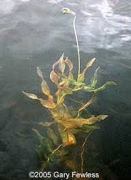 Attēlu rezultāti vaicājumam “Potamogeton praelongus”