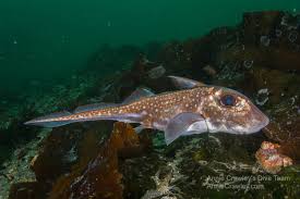 Image result for Hydrolagus colliei