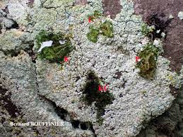 Attēlu rezultāti vaicājumam “Lepraria incana”