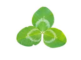 Attēlu rezultāti vaicājumam “Trifolium repens leaf”