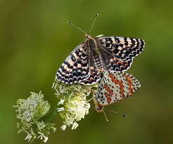 Attēlu rezultāti vaicājumam “Melitaea didyma male”