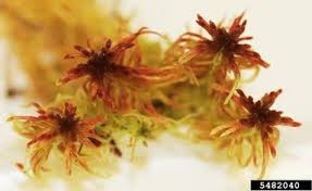 Attēlu rezultāti vaicājumam “Sphagnum balticum”