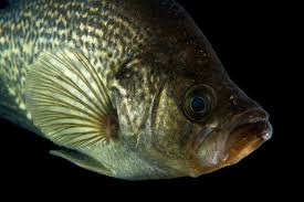 Image result for Pomoxis nigromaculatus