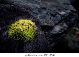 Attēlu rezultāti vaicājumam “Racomitrium canescens”