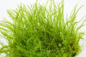 Attēlu rezultāti vaicājumam “Plagiomnium medium”