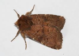 Attēlu rezultāti vaicājumam “Rusina ferruginea female”