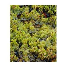 Attēlu rezultāti vaicājumam “Sphagnum cuspidatum”