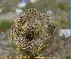 Attēlu rezultāti vaicājumam “Daucus carota subsp. carota fruit”