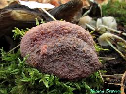 Attēlu rezultāti vaicājumam “Leptoporus mollis”