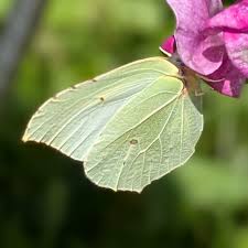 Attēlu rezultāti vaicājumam “Gonepteryx rhamni”
