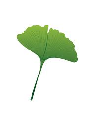 Attēlu rezultāti vaicājumam “Ginkgo biloba leaf”