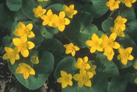 Attēlu rezultāti vaicājumam “Caltha palustris”