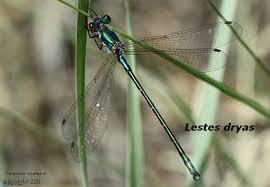 Attēlu rezultāti vaicājumam “Lestes dryas”