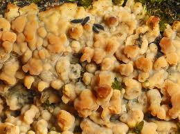 Attēlu rezultāti vaicājumam “Phleogena faginea young”