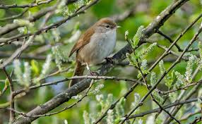 Image result for Cettia cetti