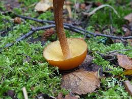 Attēlu rezultāti vaicājumam “Gymnopilus picreus”