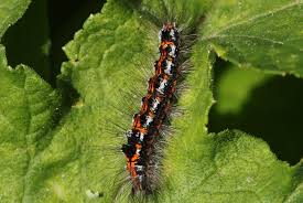 Attēlu rezultāti vaicājumam “Euproctis similis”