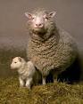 The cloning of Dolly
