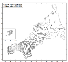 Attēlu rezultāti vaicājumam “Bryum rubens”