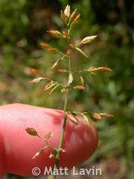Attēlu rezultāti vaicājumam “Poa compressa leaf”