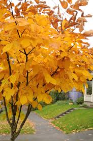 Attēlu rezultāti vaicājumam “Cladrastis kentukea”