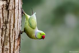 Image result for Psittacula krameri