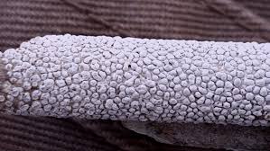 Attēlu rezultāti vaicājumam “Diderma spumarioides macro”