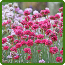 Attēlu rezultāti vaicājumam “Armeria vulgaris”