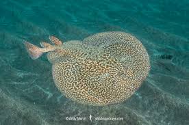 Image result for Torpedo marmorata