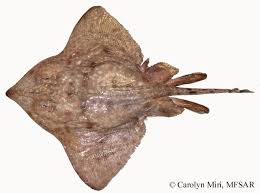 Image result for Amblyraja radiata