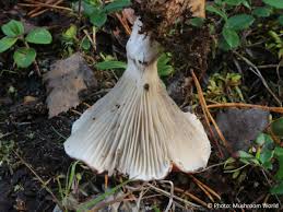 Attēlu rezultāti vaicājumam “Gomphidius roseus”