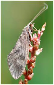 Attēlu rezultāti vaicājumam “Trichoptera”