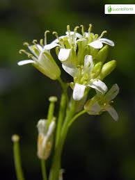 Attēlu rezultāti vaicājumam “Arabis glabra flower”
