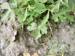 Attēlu rezultāti vaicājumam “Ranunculus elatior leaf”