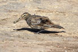 Image result for Melanocorypha yeltoniensis