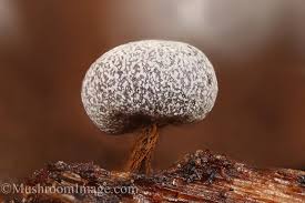 Attēlu rezultāti vaicājumam “Physarum penetrale stalked”