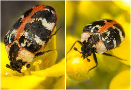 Attēlu rezultāti vaicājumam “Anthrenus scrophulariae”