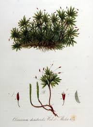 Attēlu rezultāti vaicājumam “Climacium dendroides”