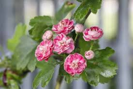 Attēlu rezultāti vaicājumam “Crataegus laevigata bud”