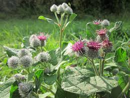 Attēlu rezultāti vaicājumam “Arctium tomentosum”