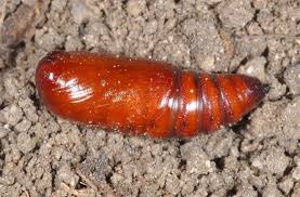 Attēlu rezultāti vaicājumam “Orthosia opima”