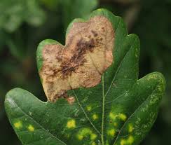 Attēlu rezultāti vaicājumam “Licea pygmaea spores”