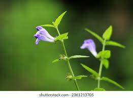 Attēlu rezultāti vaicājumam “Scutellaria galericulata leaf”