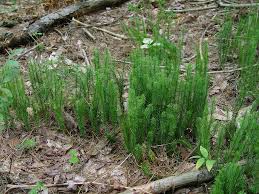 Attēlu rezultāti vaicājumam “Lignydium muscorum”