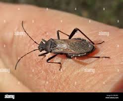 Attēlu rezultāti vaicājumam “Alydus calcaratus”