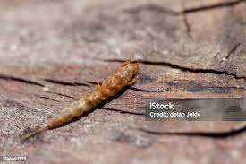 Attēlu rezultāti vaicājumam “Cucujus cinnaberinus larva”