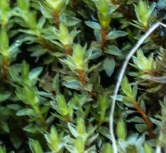 Attēlu rezultāti vaicājumam “Bryum pallescens sporophyte”