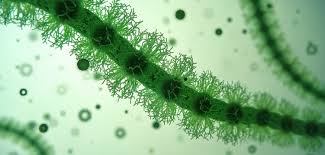 Attēlu rezultāti vaicājumam “Nostoc pruniforme macro”